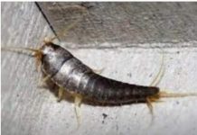 Buba, koja se često smatra bezopasnom kada se uoči u kući, krije surovu stvarnost Buba, koja se često smatra bezopasnom kada se uoči u kući, krije surovu stvarnost - featured image