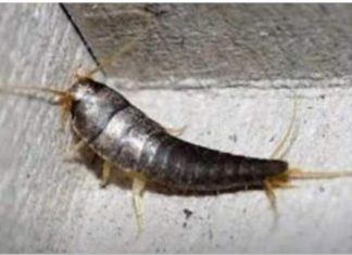Buba, koja se često smatra bezopasnom kada se uoči u kući, krije surovu stvarnost Buba, koja se često smatra bezopasnom kada se uoči u kući, krije surovu stvarnost - featured image