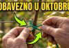 OVAKO OREŽITE I POVEŽITE kupine u oktobru za obilan rod dogodine