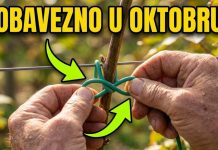 OVAKO OREŽITE I POVEŽITE kupine u oktobru za obilan rod dogodine