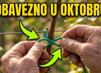 OVAKO OREŽITE I POVEŽITE kupine u oktobru za obilan rod dogodine